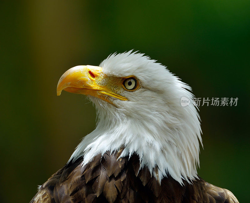 白头鹰(Haliaeetus leucocephalus)的肖像